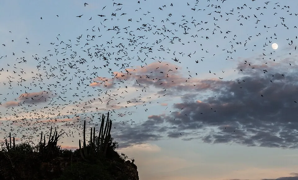 Pipistrelli a Bracciano, una notte alla scoperta dei chirotteri con il bat detector
