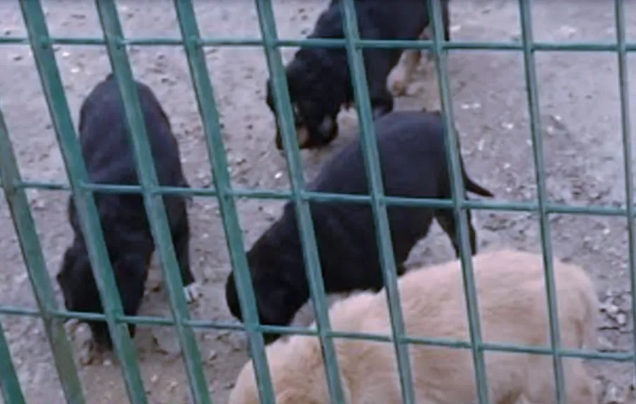 Allarme epidemico tra i cani di Tivoli: intervento d'urgenza della ASL Roma 5 dopo la denuncia di REA